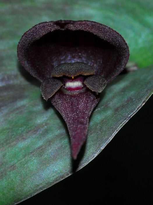 Pleurothallis nephroglossa 'Ecuagenera'