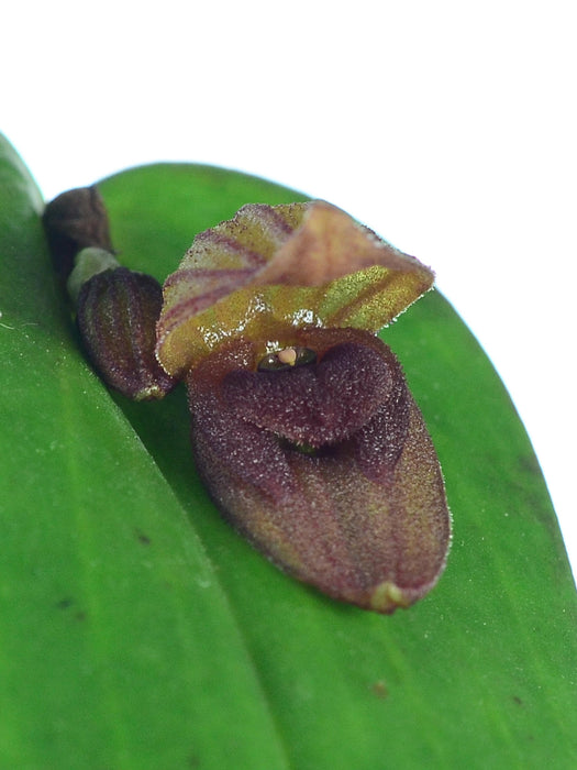 Pleurothallis nephroglossa