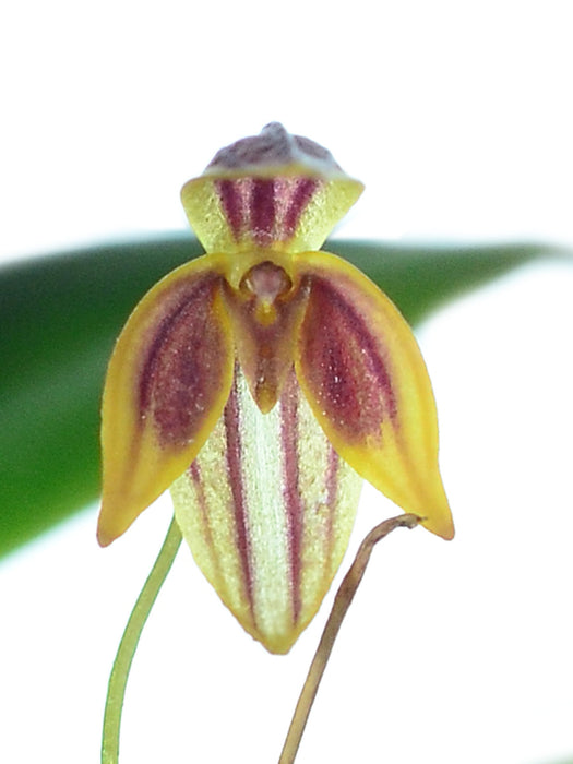 Pleurothallis orecta