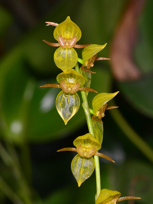 Pleurothallis penduliflora