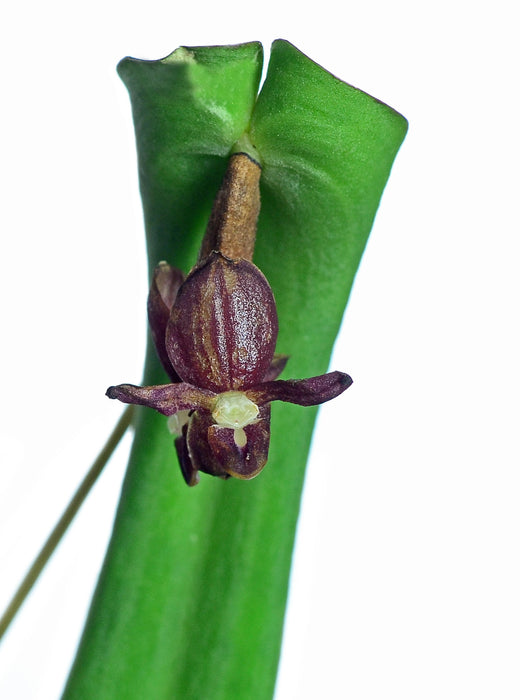 Pleurothallis penelops