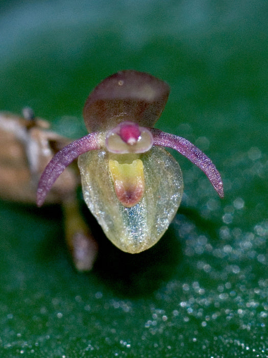 Pleurothallis peroniocephala