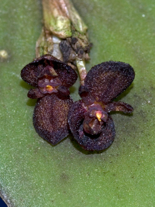 Pleurothallis phymatodea