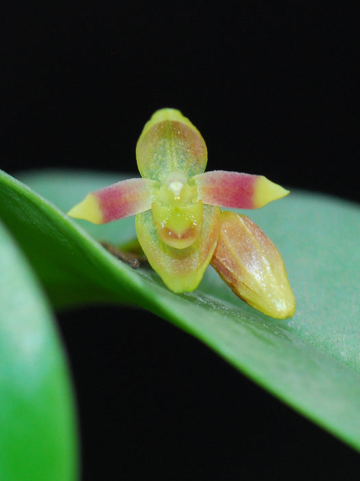 Pleurothallis praecipua