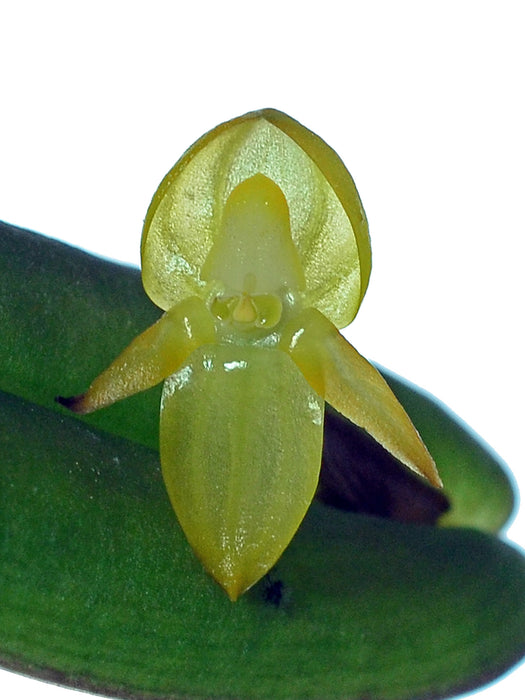 Pleurothallis ripleyi