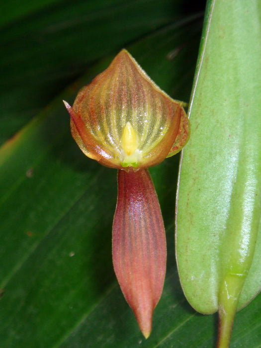 Pleurothallis ruberrima