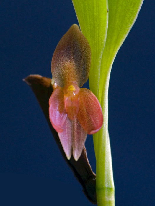 Pleurothallis sandemanii