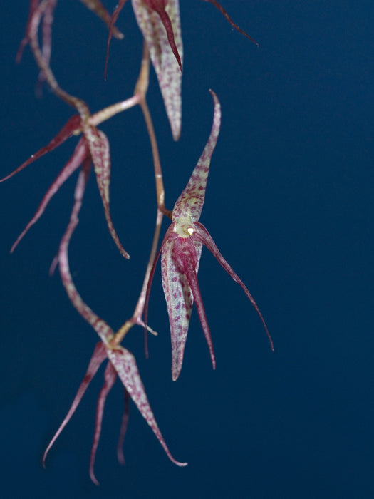 Pleurothallis schweinfurthii