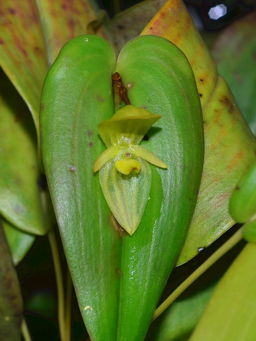 Pleurothallis siphoglossa