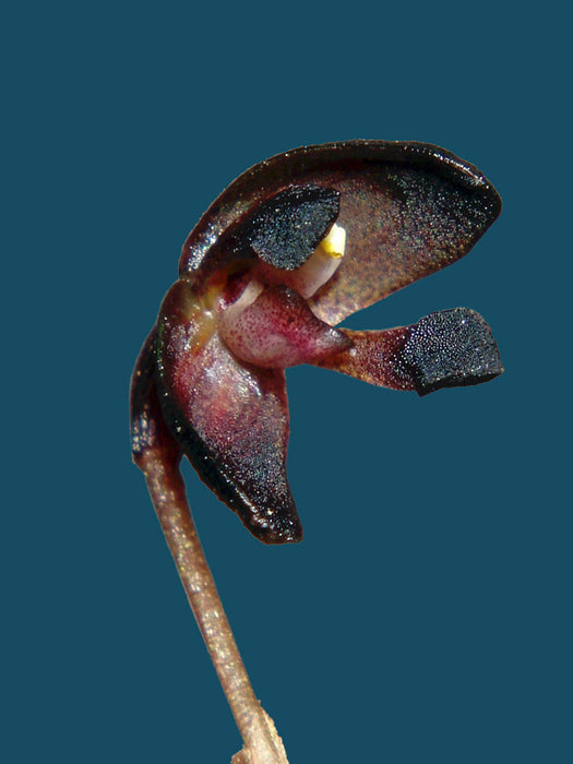 Pleurothallis solium