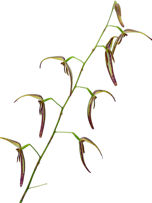 Pleurothallis stricta