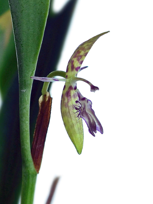 Pleurothallis trimeroglossa