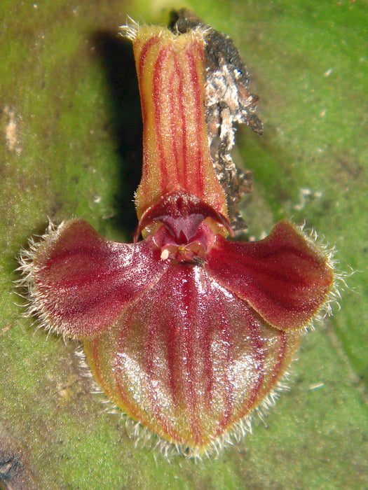 Pleurothallis troglodytes