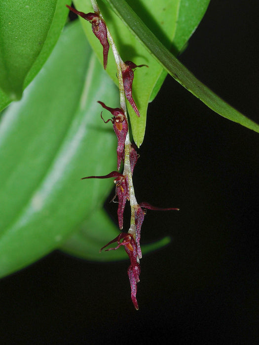 Pleurothallis tryssa