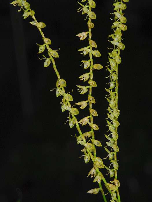 Pleurothallis urceolata