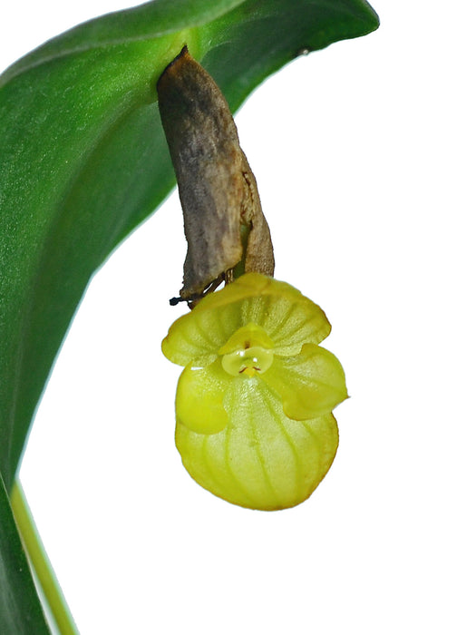 Pleurothallis volans xanthina