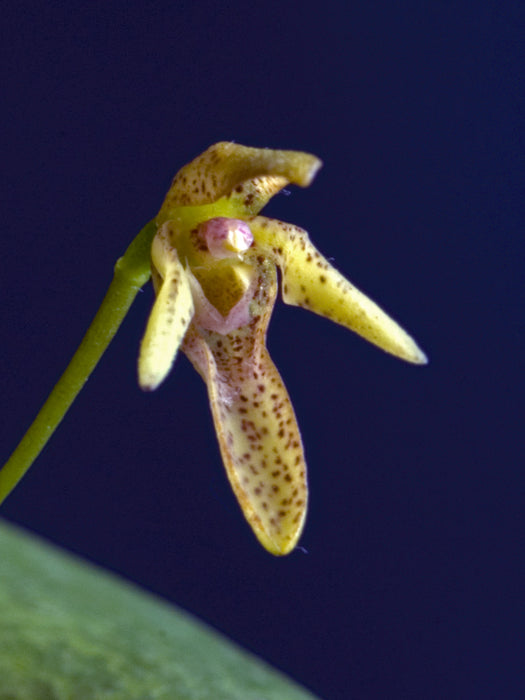 Pleurothallis vorator