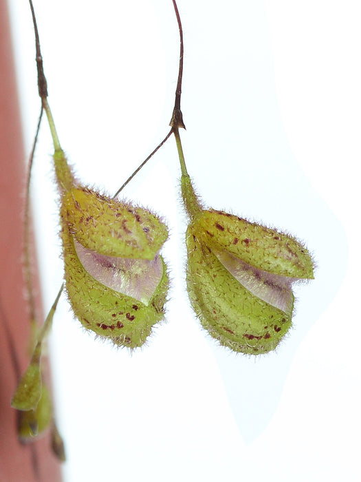 Pleurothallis ximenae