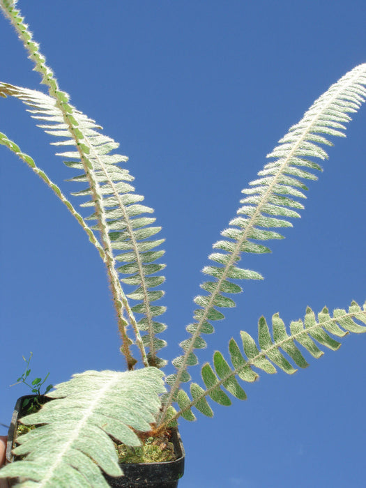 Polypodium bombycinum