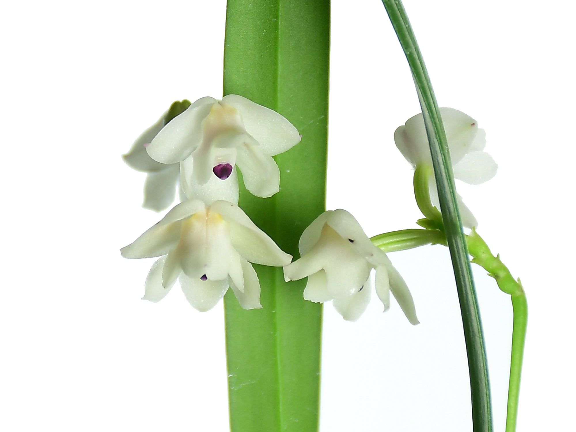 Polystachya caespitifica