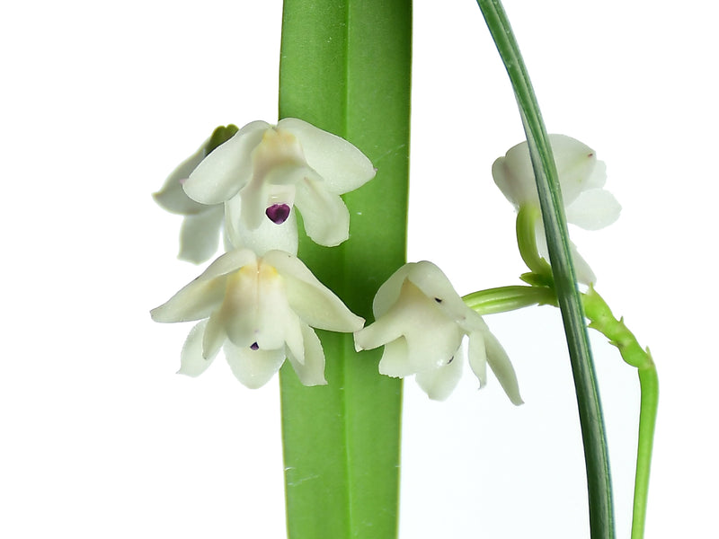 Polystachya caespitifica