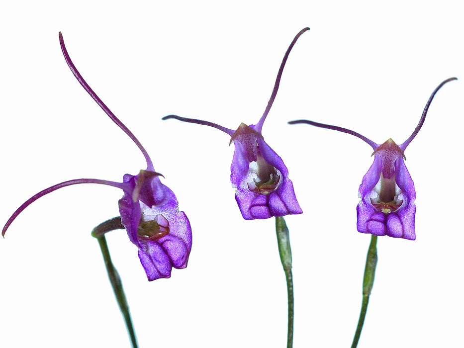 Porroglossum amethystinum