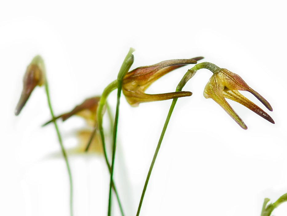 Porroglossum lycinum