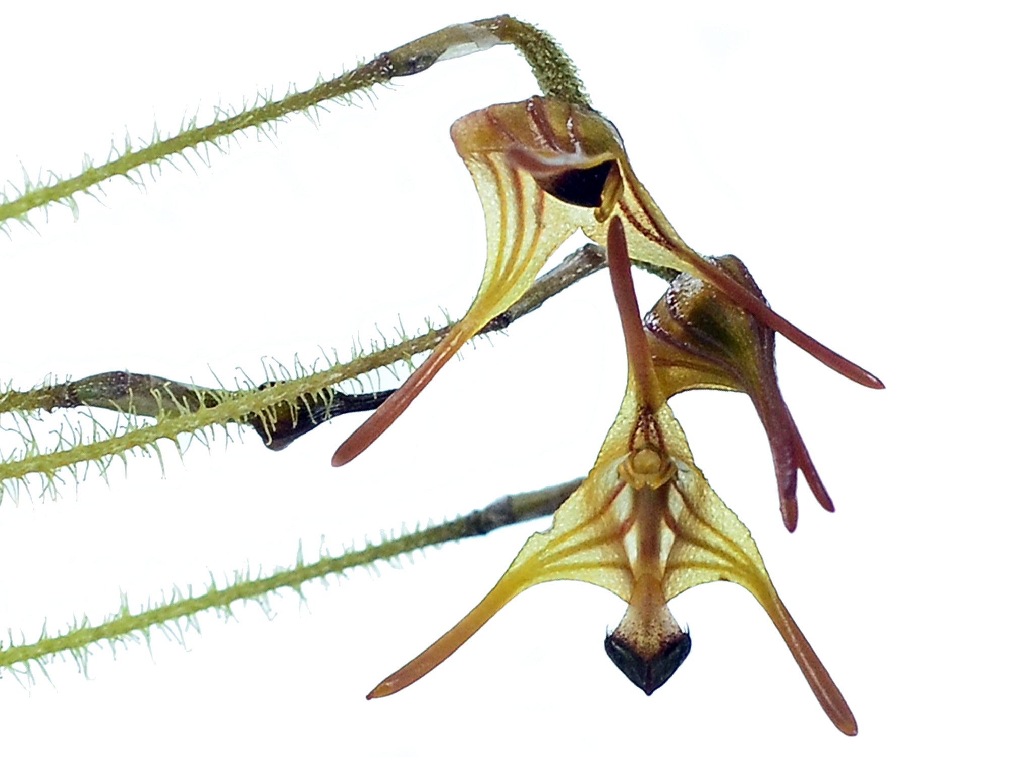 Porroglossum muscosum short cauds