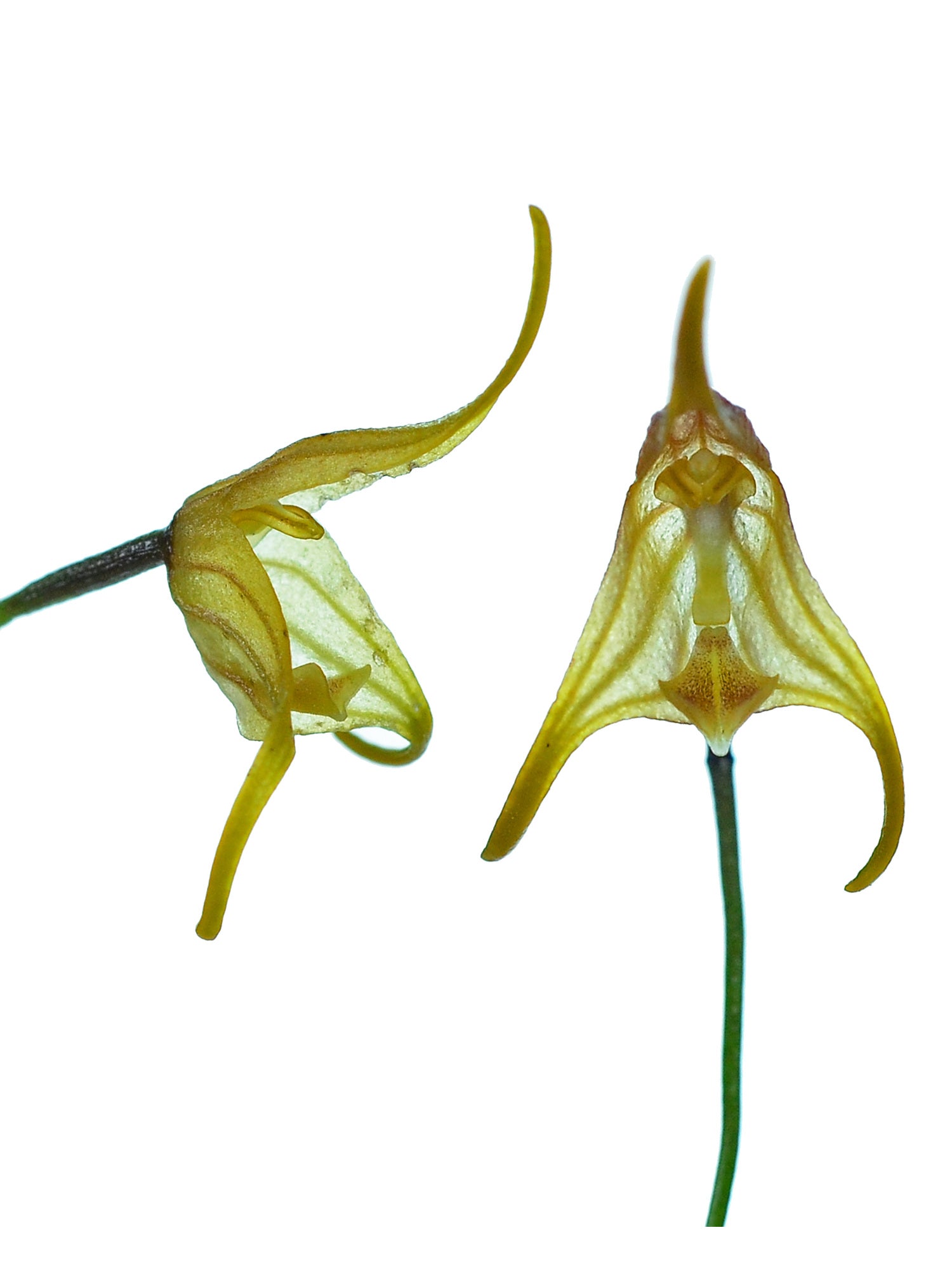 Porroglossum agile