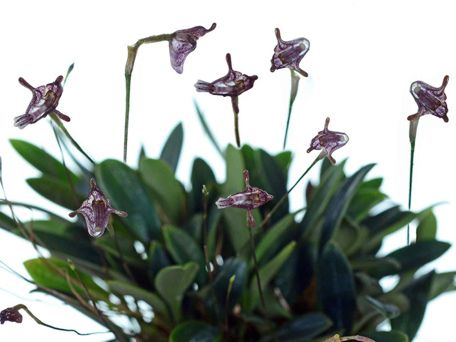 Porroglossum dalstroemii