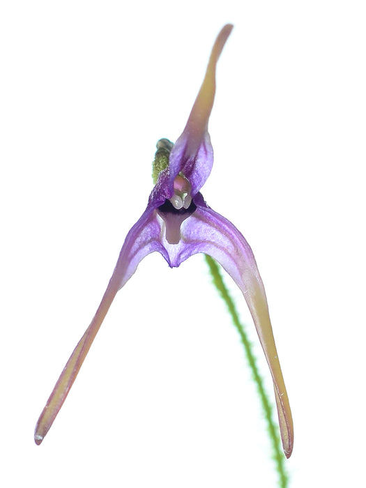 Porroglossum dejonghei