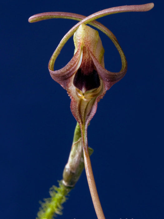 Porroglossum echidna