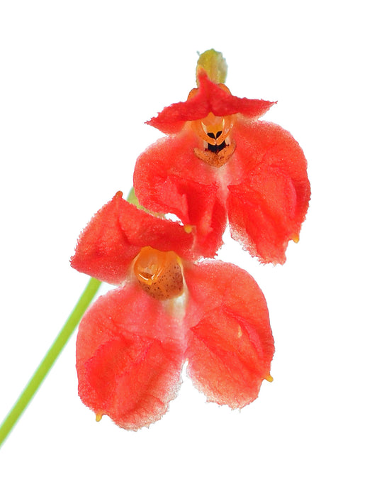 Porroglossum eduardii