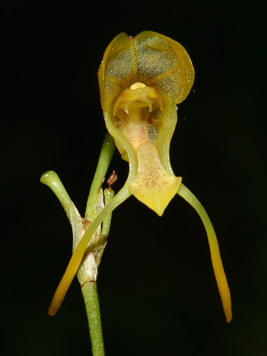 Porroglossum hoeijeri