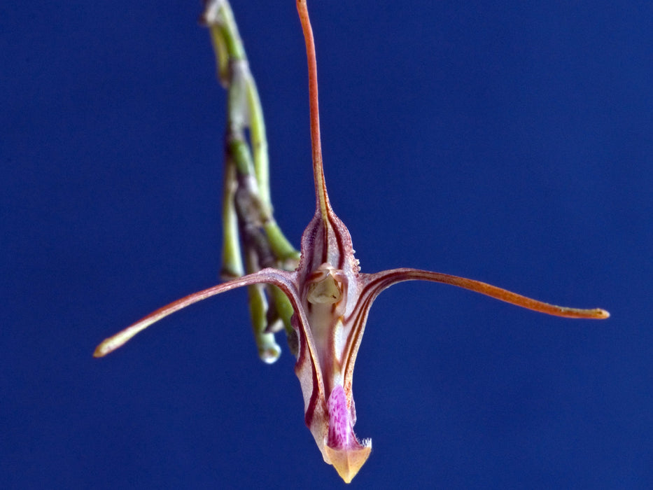 Porroglossum parsonsii