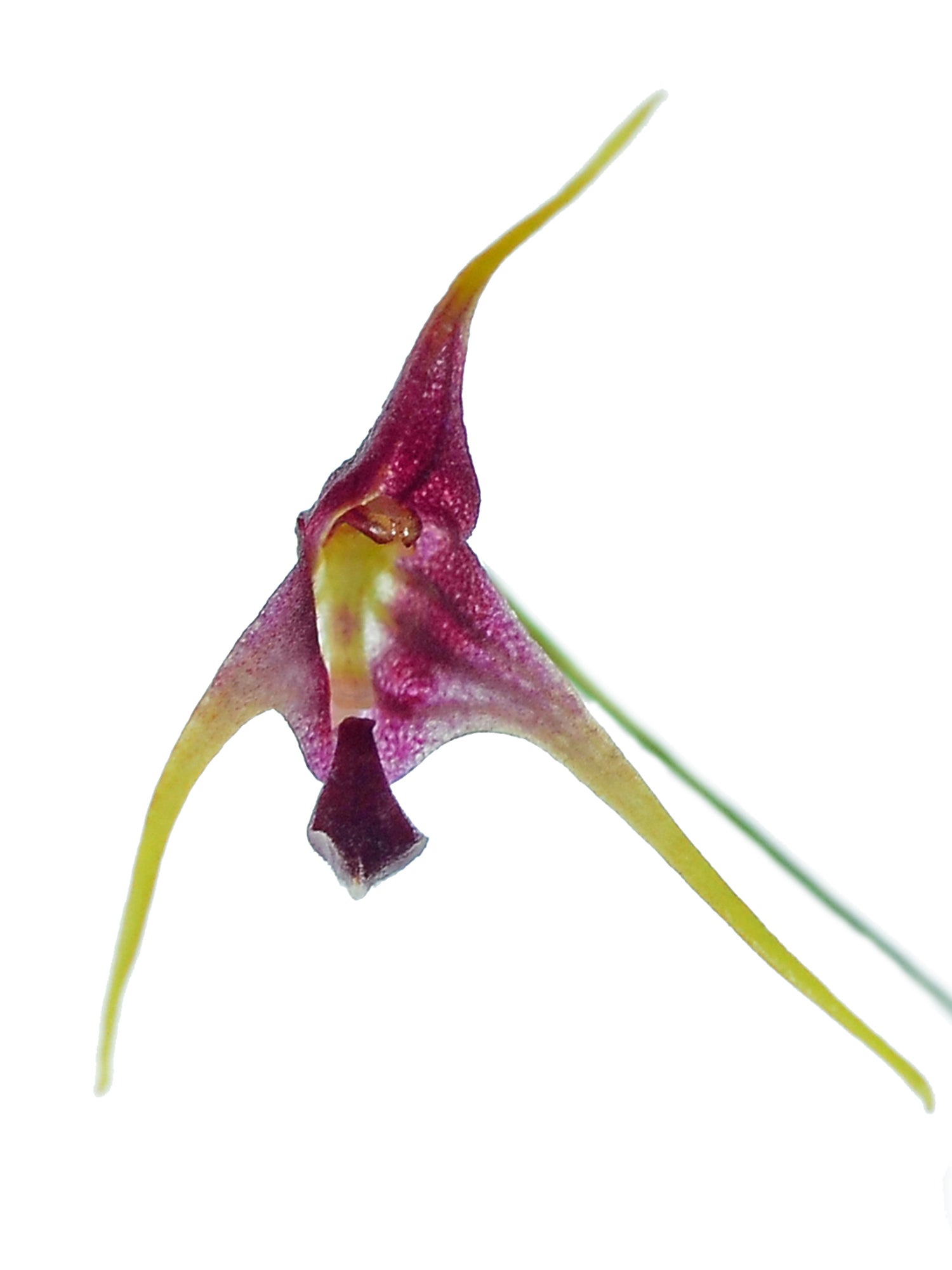 Porroglossum schramii