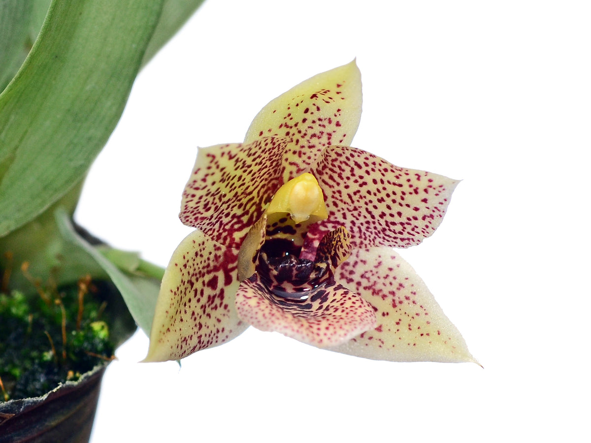 Promenaea rollissonii — Ecuagenera Orquídeas del Ecuador