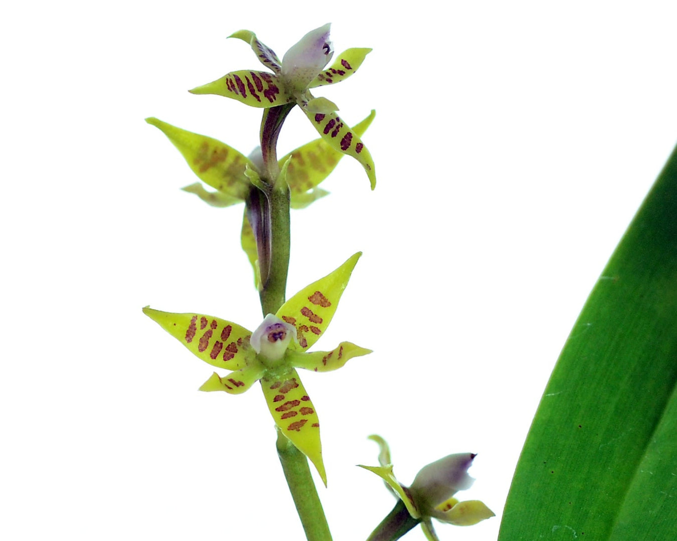 Prosthechea