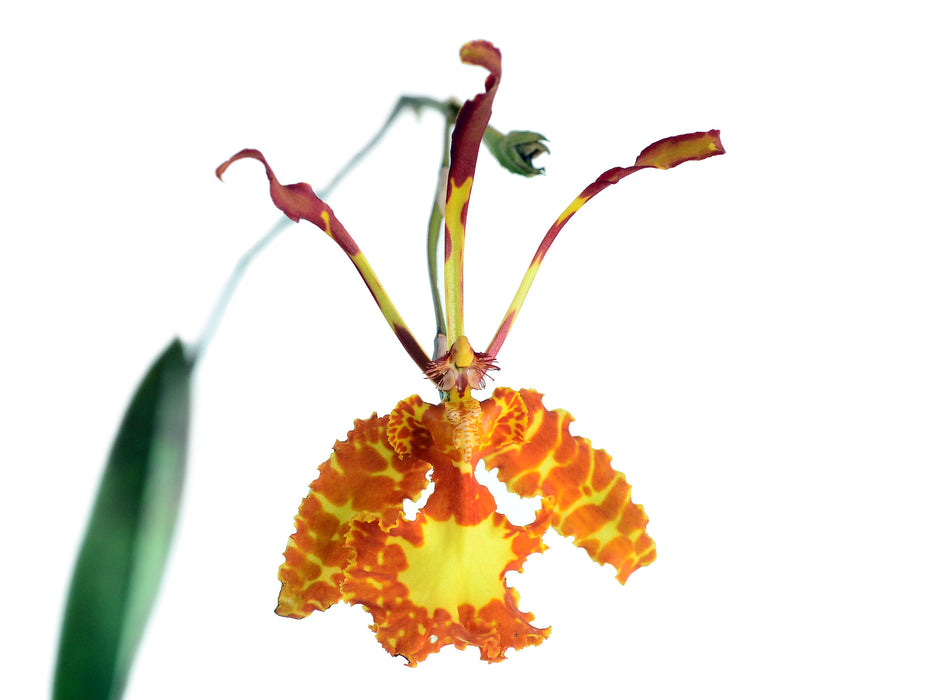 Psychopsis sanderae