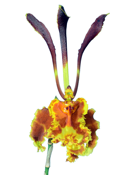 Psychopsis papilio