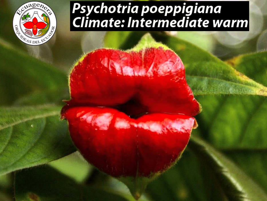 Psychotria poeppigiana