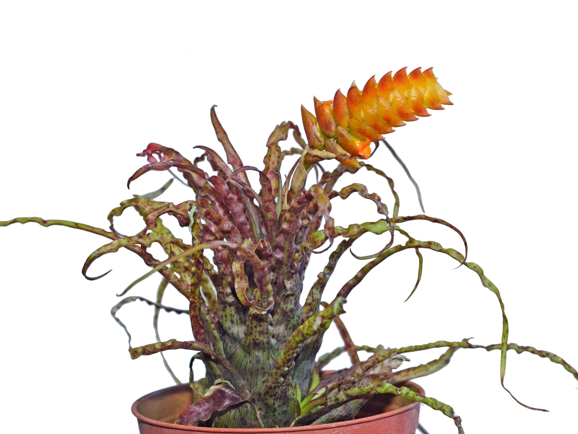 ブロメリア・エアープランツ Racinaea Crispa Racinaea crispa — Ecuagenera Orquídeas del Ecuador