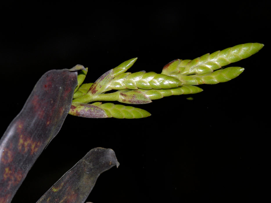 Racinaea spiculosa