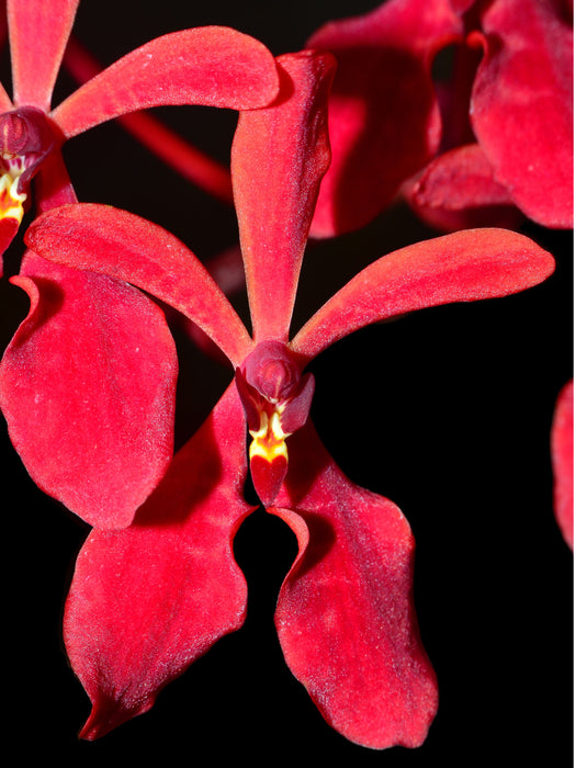 Renanthera philippinensis