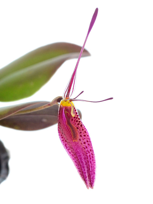 Restrepia condorensis