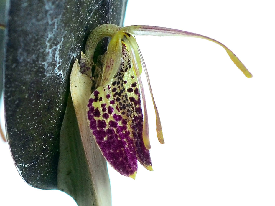 Restrepia muscifera