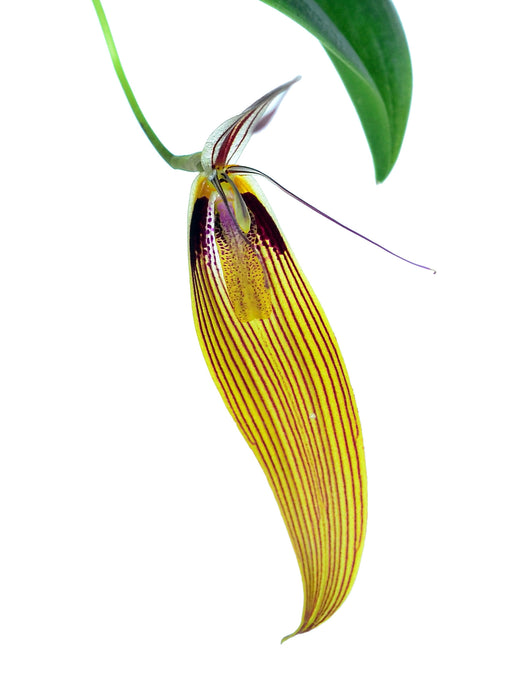 Restrepia antennifera var 'Lynniana'