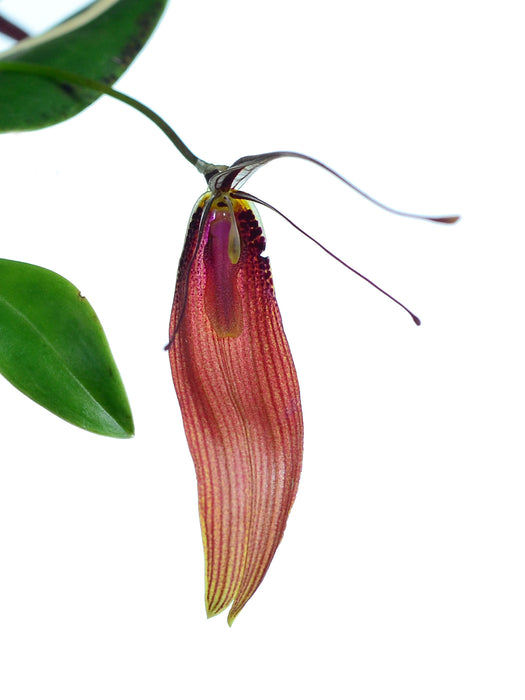 Restrepia antennifera 'Ecuagenera'