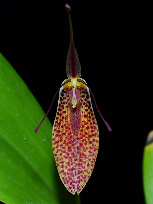 Restrepia aristulifera 'Ecuagenera' 003015