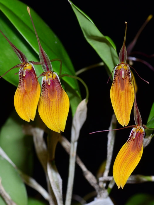 Restrepia brachypus big